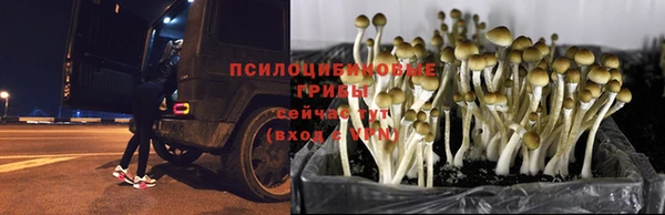 эйфоретик Михайловск